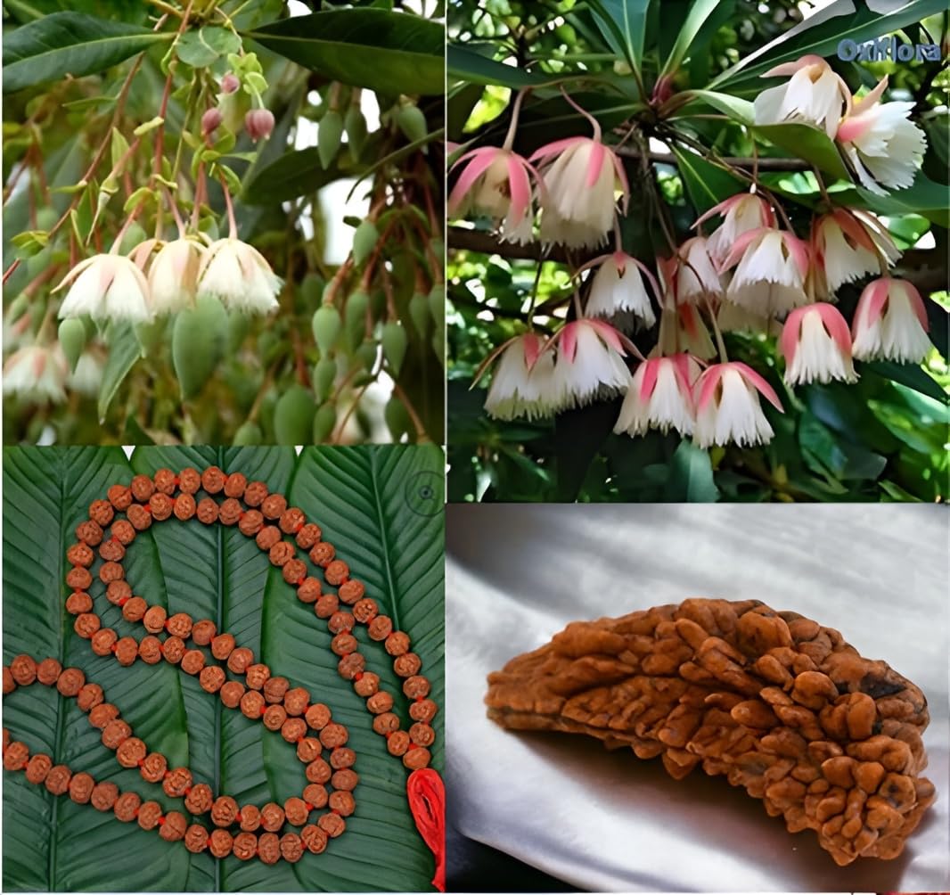 Oxiflora Combo Ek Mukhi Rudraksha Plant and Pancha Mukhi Rudraksha Plant Original Nepal Variety Healthy Organic Plant Hybrid Outdoor Garden Tree (Pack Of 2) Live Medicinal Plants For Home Garden (B0DHQM22QX) Amazon Price History, Amazon Price Tracker