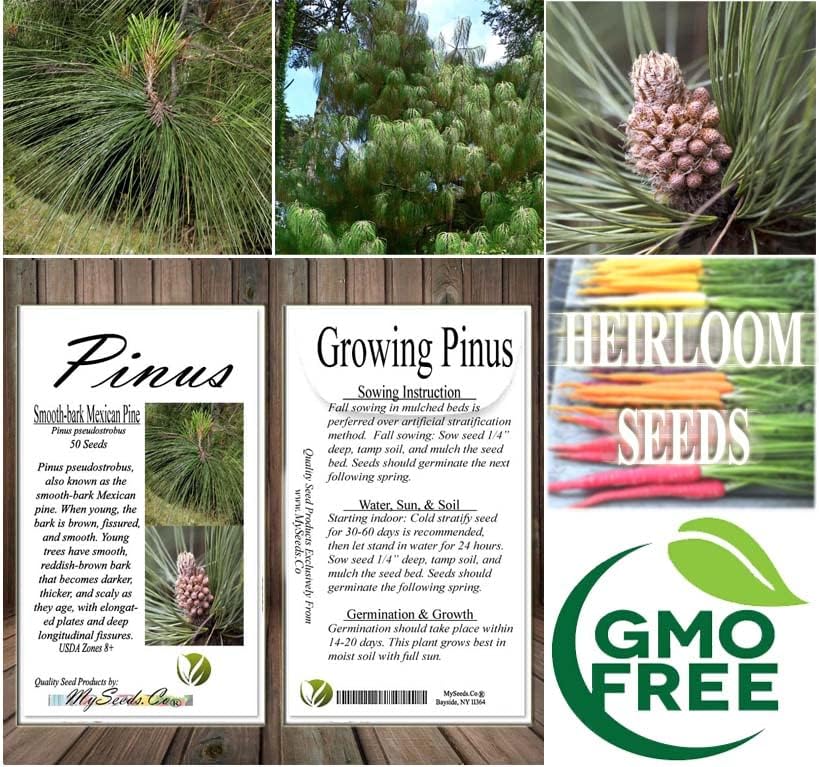 Pinus pseudostrobus (Smooth-bark Mexican Pine) Tree Seed, glaucous-Green Needles, Ovoid Brown Cones, You Choose The Quantity (5 Packs)