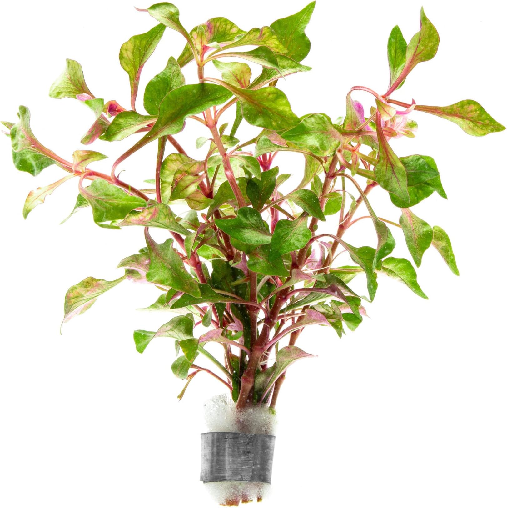 SubstrateSource Alternanthera Bettzickiana - Decorative Live Aquatic Plant for Terrariums and Paludariums - (Bettzickiana, 1 Bunch)