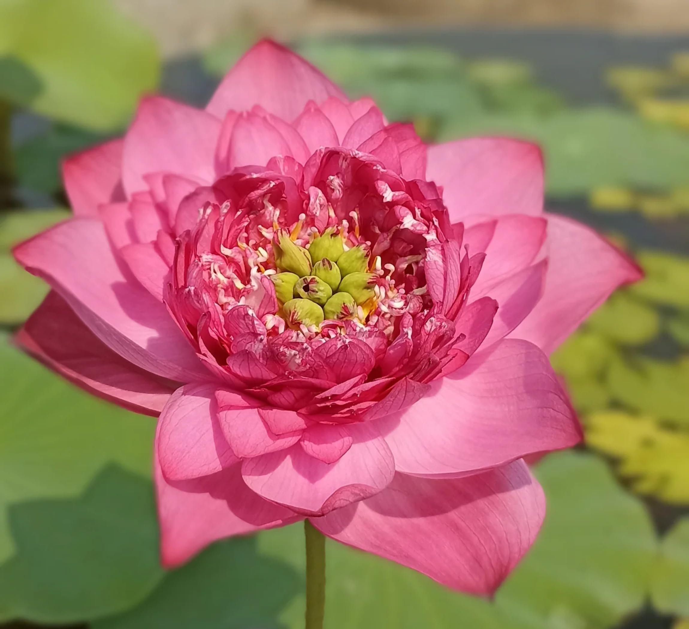 Red Lotus Plant - Blooms in 30 Days! -19