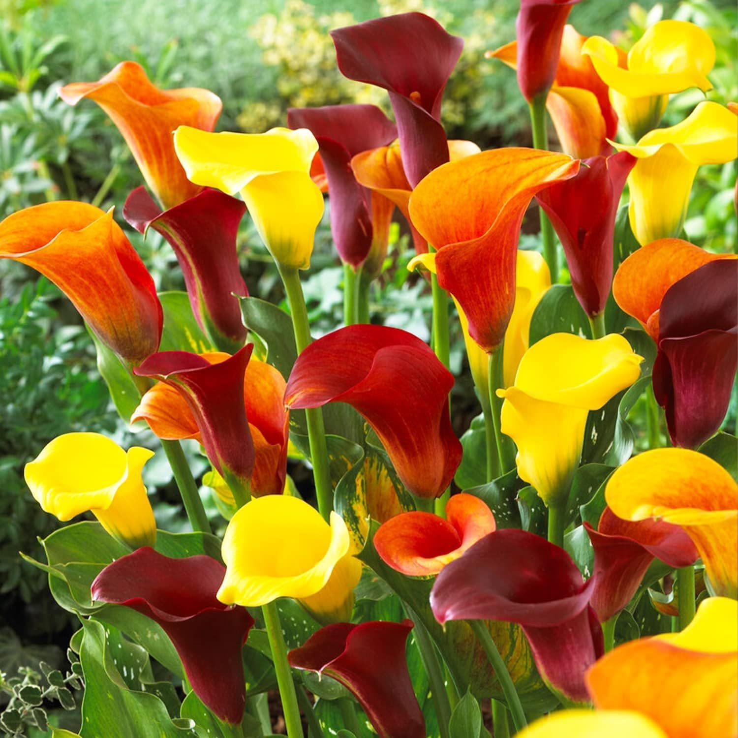 Zantedeschia bulbs (CALLA) | Bulbs from the best Dutch manufacturers | Exclusive selection and quality control | Flowering guaranteed (3 Zantedeschia SUNSET MIX)