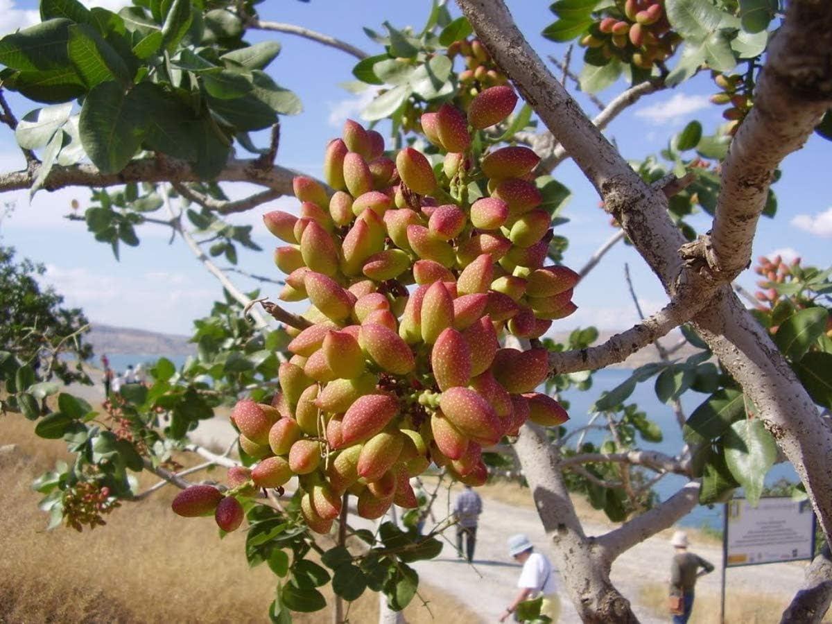 SHOP 360 GARDEN Pistachio, Pista Seeds For Planting (Pack of 10 Seeds)