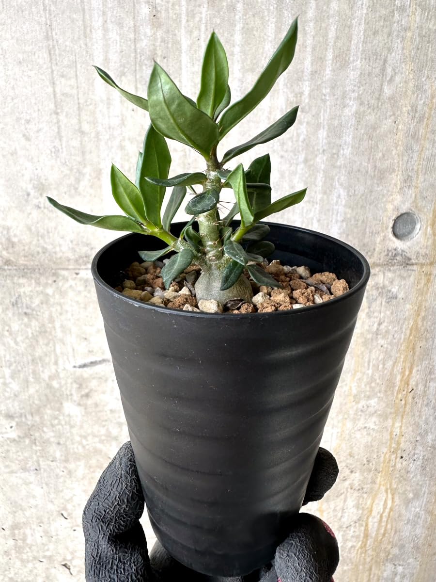 Amazon｜【現品限り】パキポディウム・ビスピノーサム【L54