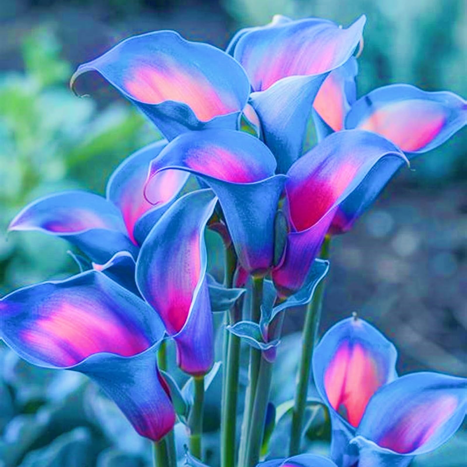 Calla Lily Plant Calla Lily Bulbs Perfect for The Garden-Landscaping-Excellent Displays-6bulbs-e