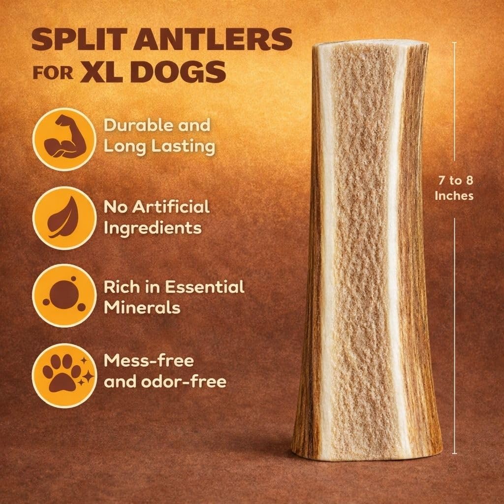 WhiteTail Naturals 2 astas de alce compartidas extragrandes para perros grandes (XL), astas para perros, caso natural, huesos para masticar cuerno de alce para