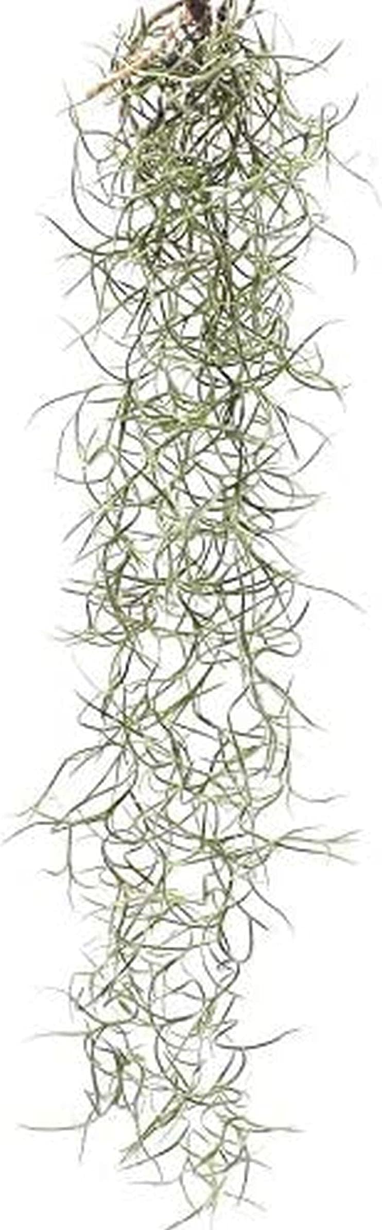 "Spanish Moss Terrarium Tillandsia Usneoides" Plant