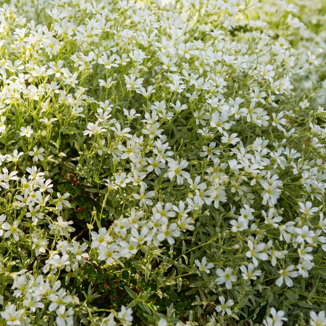 Cerastium tomentosum | 12 piezas - 10-25cm - Ø9cm - Planta de jardín