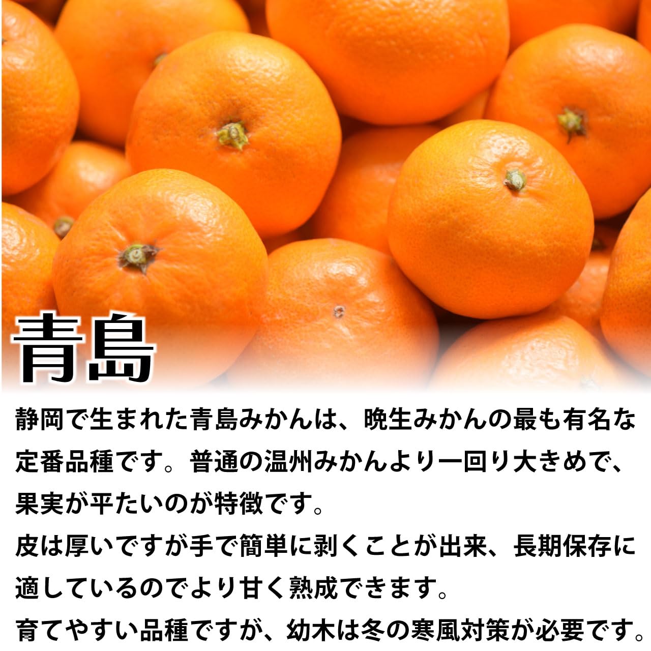 Amazon.co.jp: 温州みかん 青島 苗木 [小] 9cmポット 接木 【自宅で