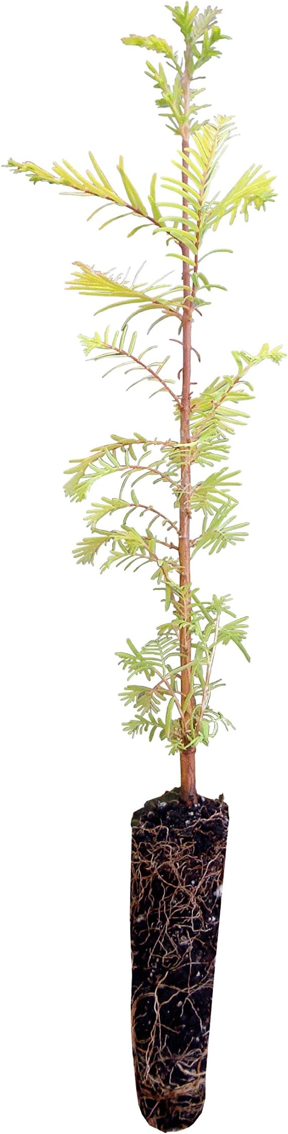 Dawn Redwood | Medium Tree Seedling | The Jonsteen Company