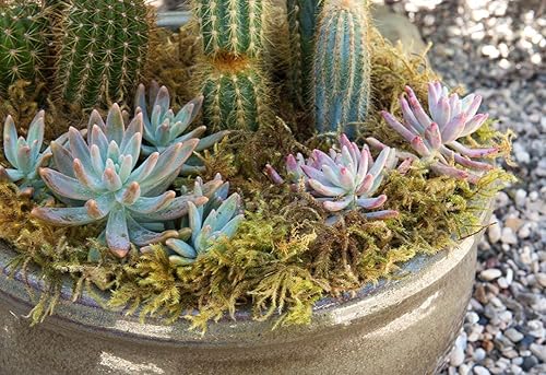 Miniatura 7 de SuperMoss. Musgo de bosque conservado.