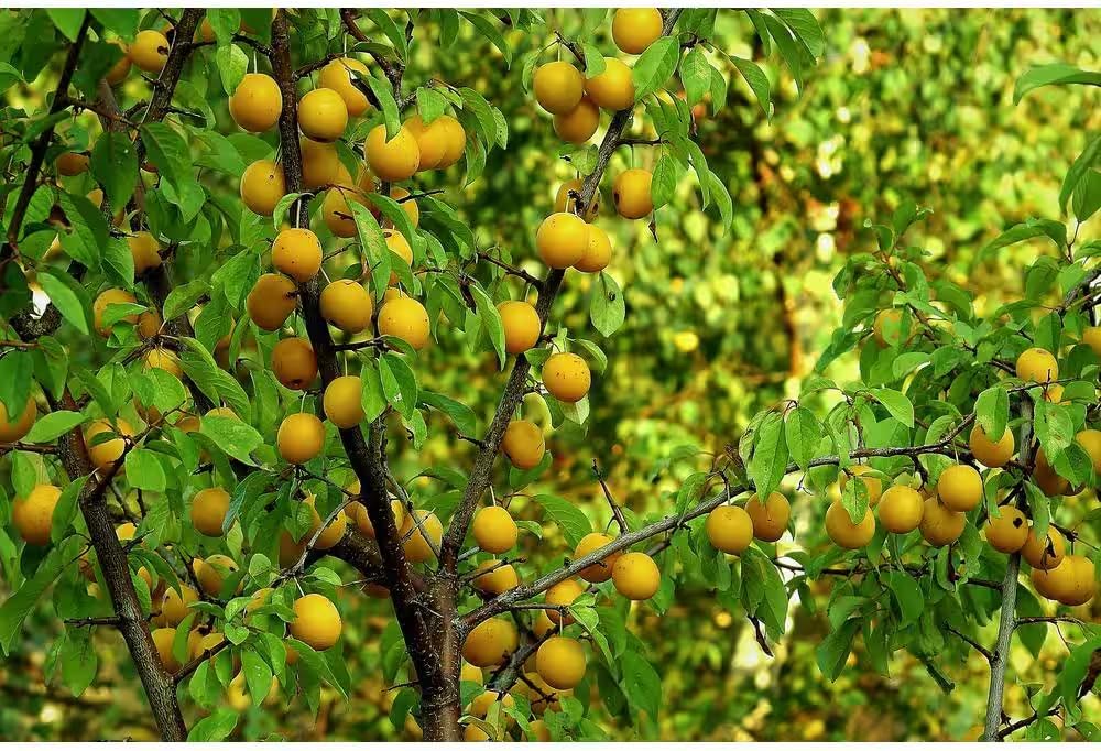 Dwarf Shiro Plum Tree Bare Root