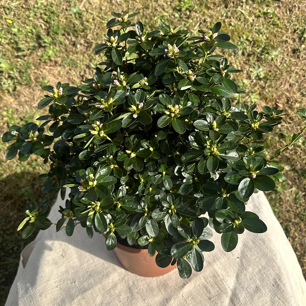 Azalea da Esterno in Vaso 22 Cm | Pianta Acidofila Sempreverde con Fioritura Primaverile | Prodotta in Italia | Chioma 40-50 cm | Vaso Riciclato (Rosso fiore doppio)