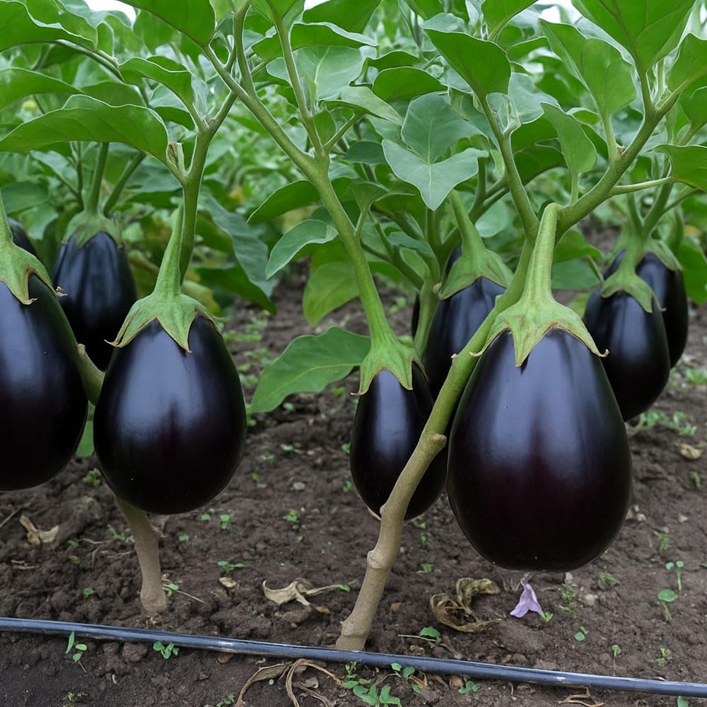 Aubergine Seeds – Matrona Italian Hybrid – High Yield, Round Glossy Purple Eggplants – Smooth Texture & Few Seeds – Ideal for Roasting, Grilling & Mediterranean Cooking
