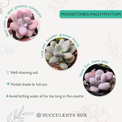 Miniatura 6 de Succulents Box Moonstones Pachyphytum (2 pulgadas) Suculenta rara saludable y viva