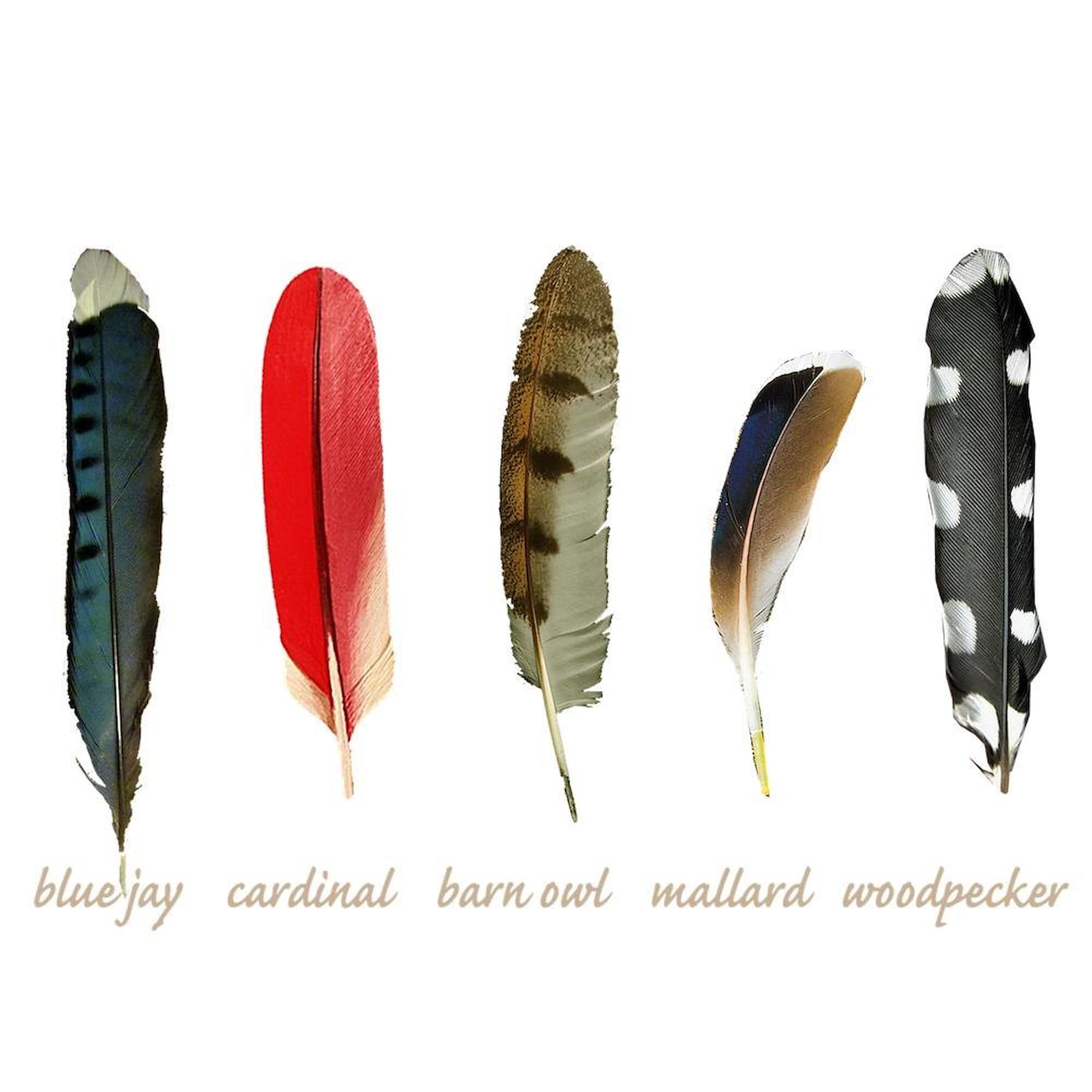 CafePress Nature Art Bird Feathers Queen Duvet Cover, Printed Comforter Cover, Unique Bedding