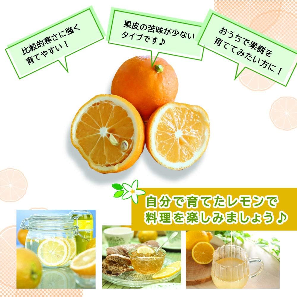 市場 送料無料 スターターキット レモンの木 育てやすく甘みを感じるマイヤーレモン苗と土と肥料の三点セットおしゃれ果樹 市場 送料無料 スターターキット レモンの木 育てやすく甘みを感じるマイヤーレモン苗と土と肥料の三点セットおしゃれ果樹