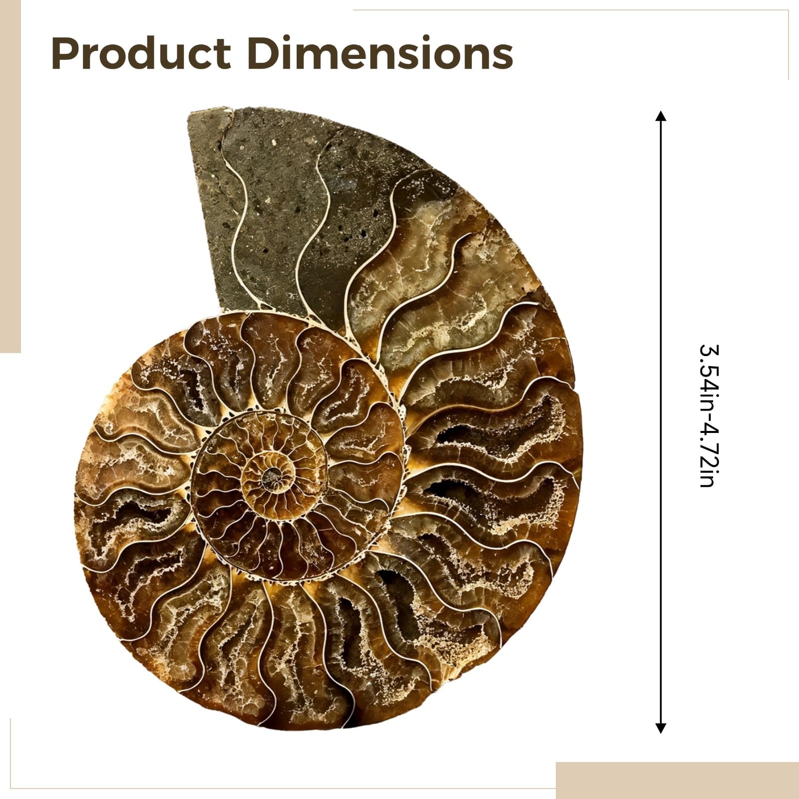Spécimen de fossile d'ammonite naturelle, 9 à 11 cm en une seule pièce, design de coquillage unique, cadeau fabriqué à la main pour les collectionneurs de roches et les amateurs de nature