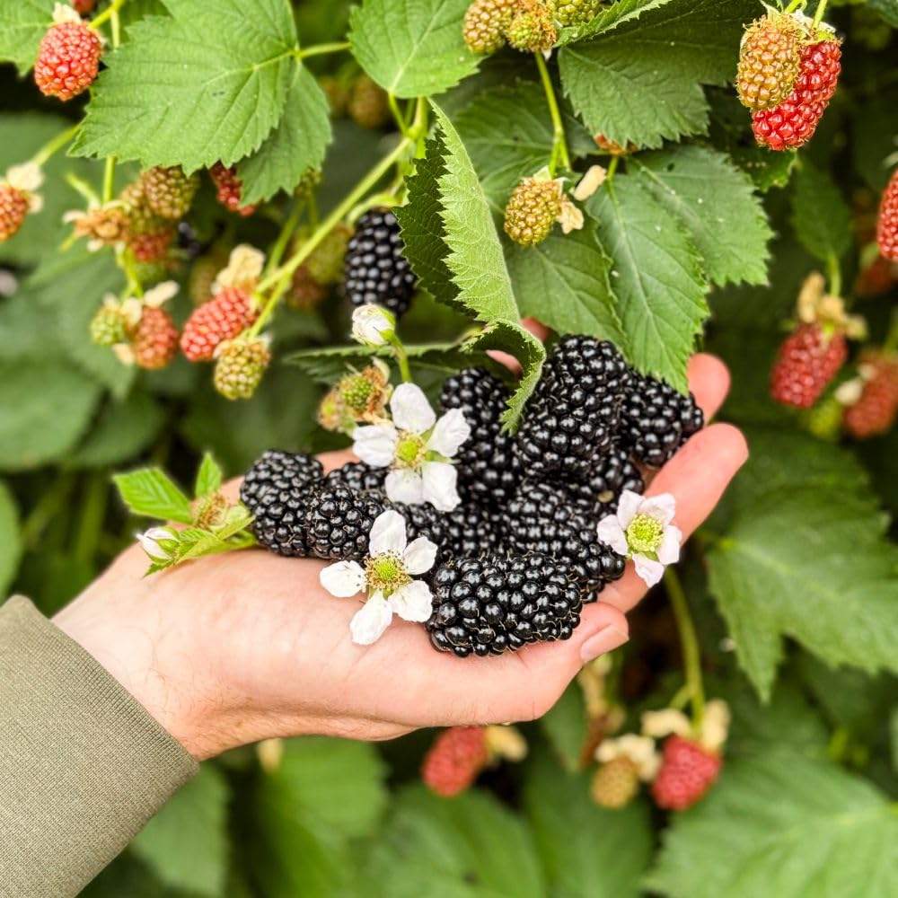Fruit BlackBerry (Rubus) Loch Katrine Large Sweet Thornless High-Yield Variety Perfect for Home Gardens 3 x Pot by Thompson and Morgan