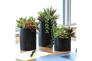 SEEKO Succulent Arrangements | Liven Up Your Space with Beauty and Serenity