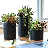 SeekoSucculents Realistic Fake Succulents in Premium Ceramic Pots (3 Pack) - Lifelike Artificial Indoor Plants for Home, Office & Bathroom Decor