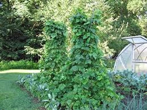 Miniatura 4 de Frijol, judía verde Wonder Pole de Kentucky, reliquia, 20 semillas, frijol clásico