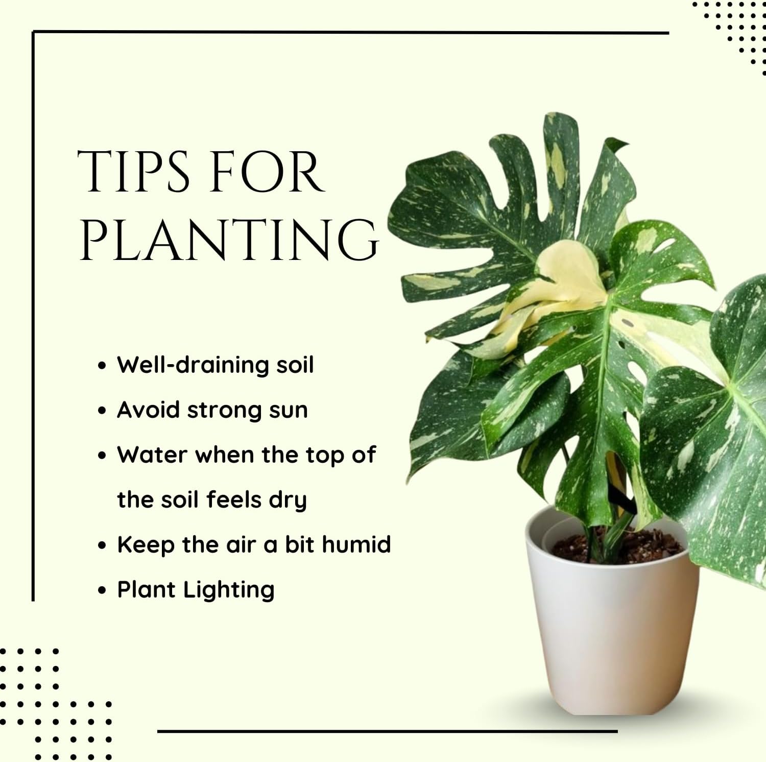 Monstera Plant 4-6 Inch, Live Indoor Plant, Split Leaf Houseplant for Home Office Decoration, No Pot (Variegated Monstera)