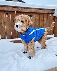 Dog Rain Boots Waterproof LAUHUW For Paw Protection - India Disposable Dog Booties