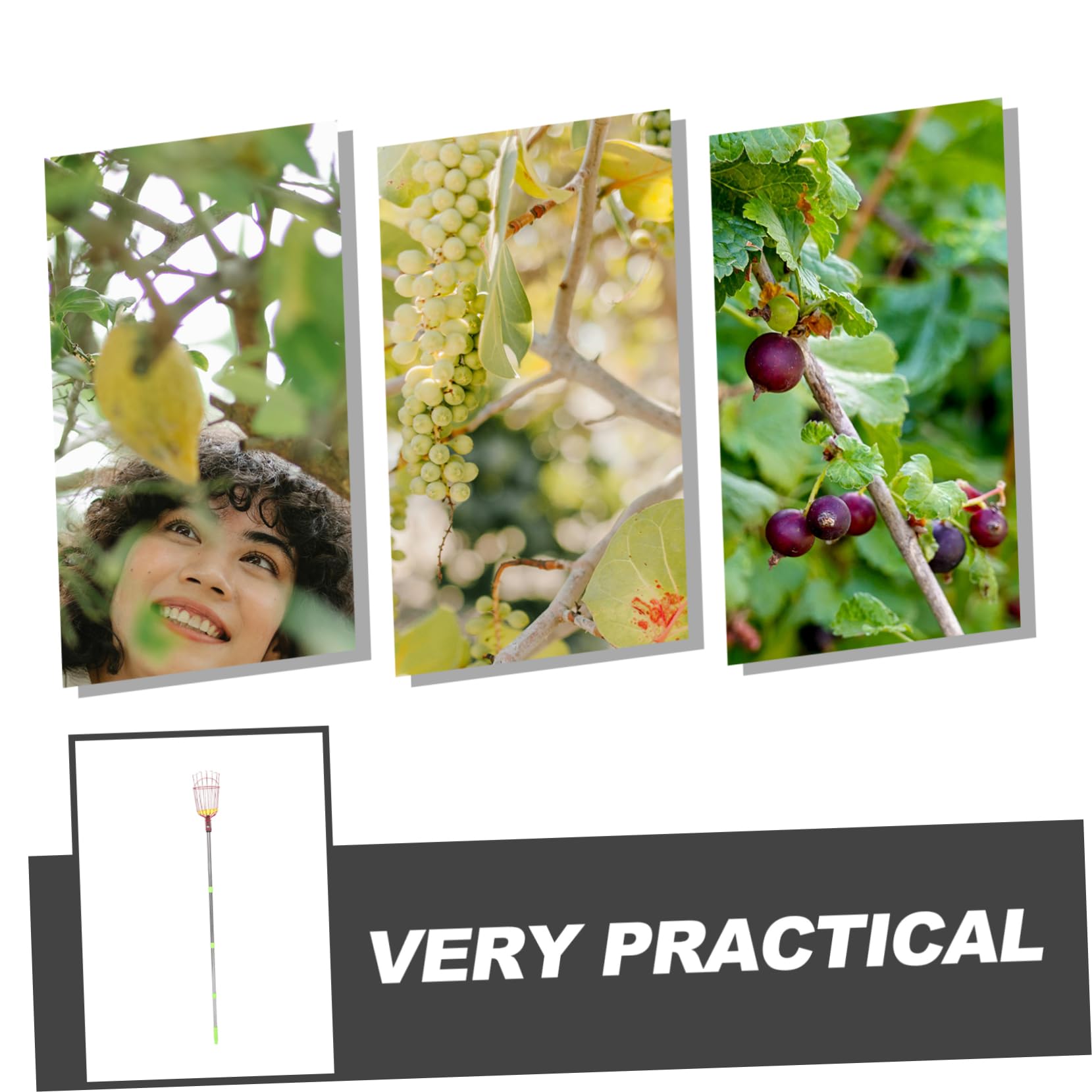 VANZACK Cueilleur de Fruits à Perche Télescopique en Acier Allié Léger avec Longueur Ajustable et Assemblage en Quatre Sections pour Jardin et Récolte de Poires