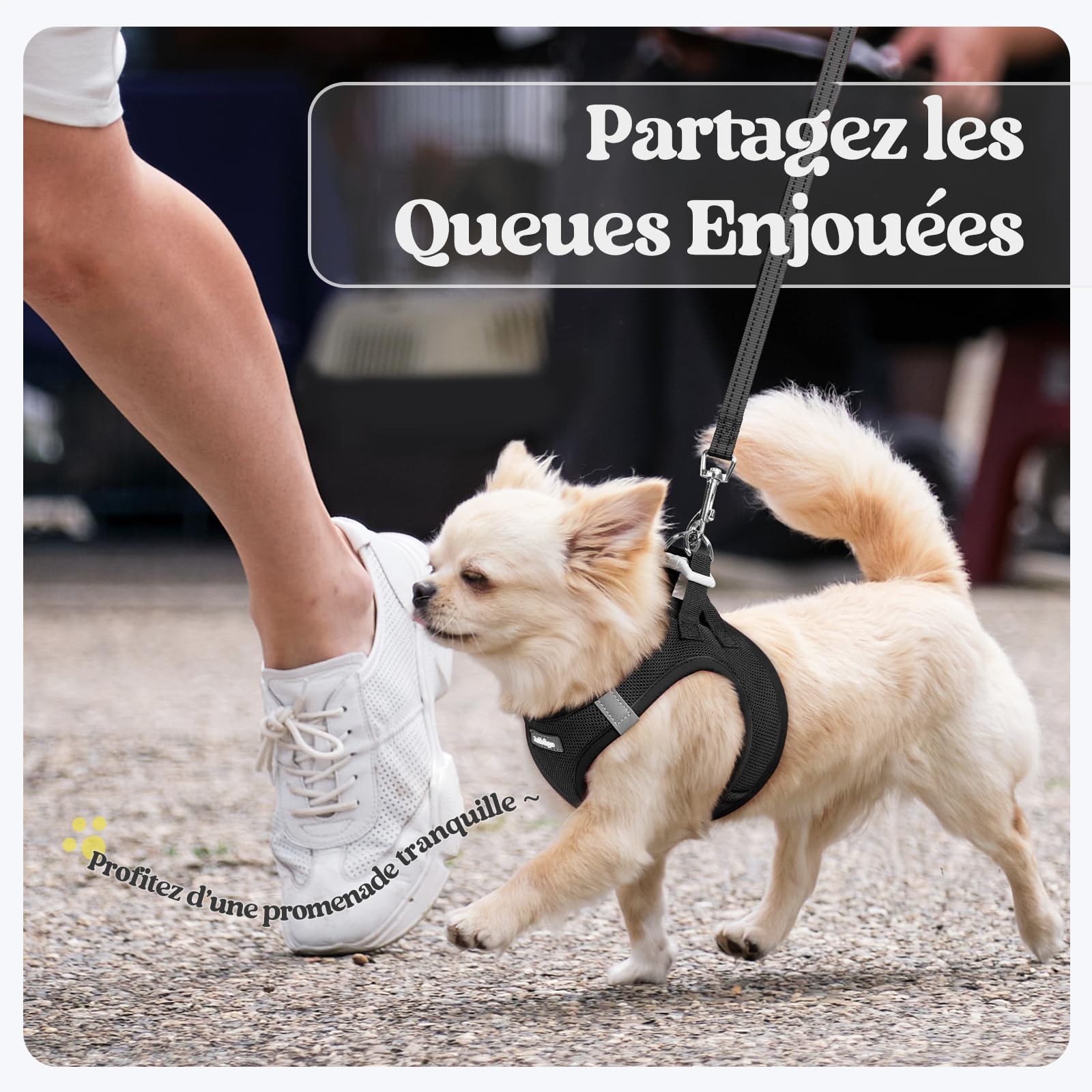 rabbitgoo Harnais Chien Petite Taille avec Laisse Réfléchissant, Harnais Chiot en Maille Souple, Gilet Réglable Facile à Mettre, Arnet pour Chien Petit et Moyen pour Marcher Courir, Noir S