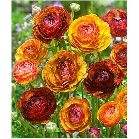 Oliwier's Bulbs 10 x Ranunculus Asiaticus Picotee Cafe Au Lait Beautiful Spring Summer Flowering Bulbs Persian Buttercup Aviv Cut Flowers Hardy Garden Perennial Ready to Plant Corms Size 5/6 Cover