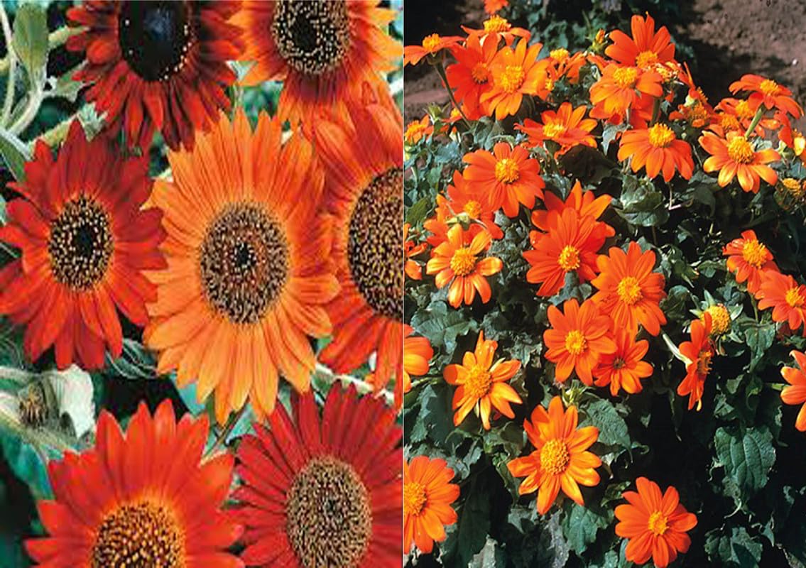 Sunflower Earthwalker (Hybrid) and Tithonia Seed (Pack of 40 Seed Sunflower Earthwalker (Hybrid) + 40 Seed Tithonia Seed-image-26