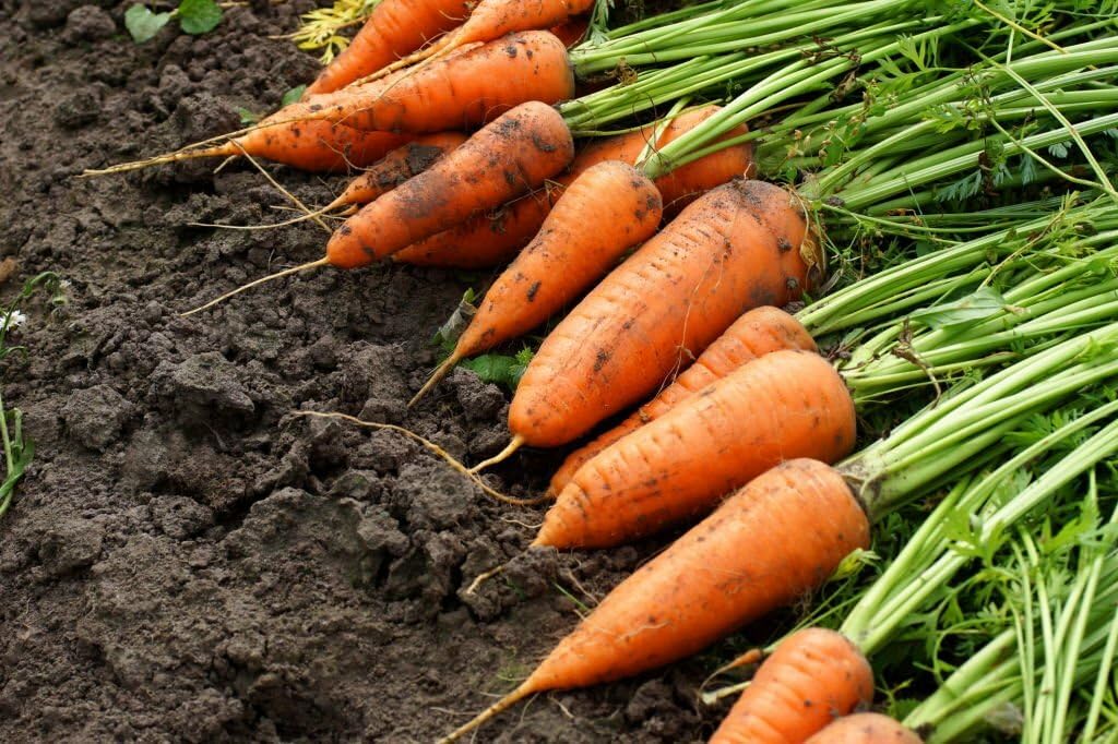 Desi Long Carrot Vegetable Seeds, Gaajar Seeds For Home Gardening (250seeds) (B0CNRJHJ21) Amazon Price History, Amazon Price Tracker