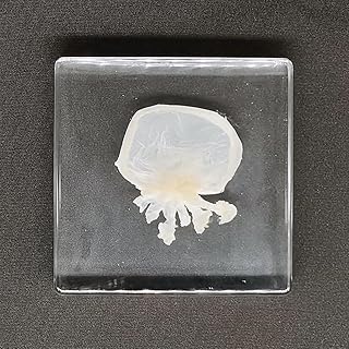 Real Jellyfish Specimens in Resin Paperweight Crafts, Animal Taxidermy Collection for Science Education & Desk Ornament (Jellyfish)