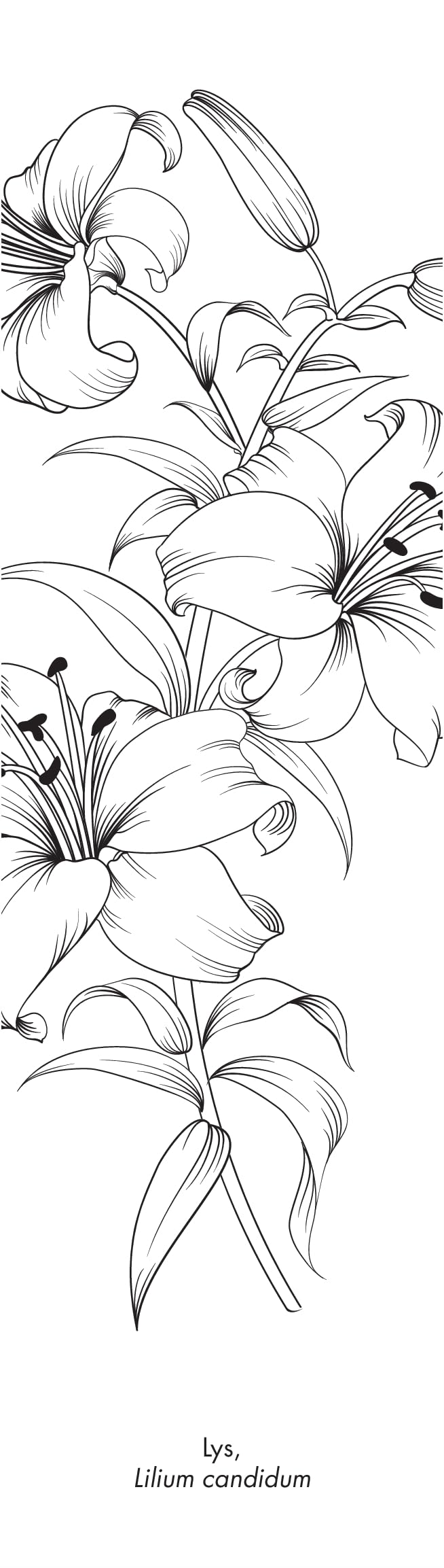 Botanica: 50 marque-pages à peindre ou à colorier