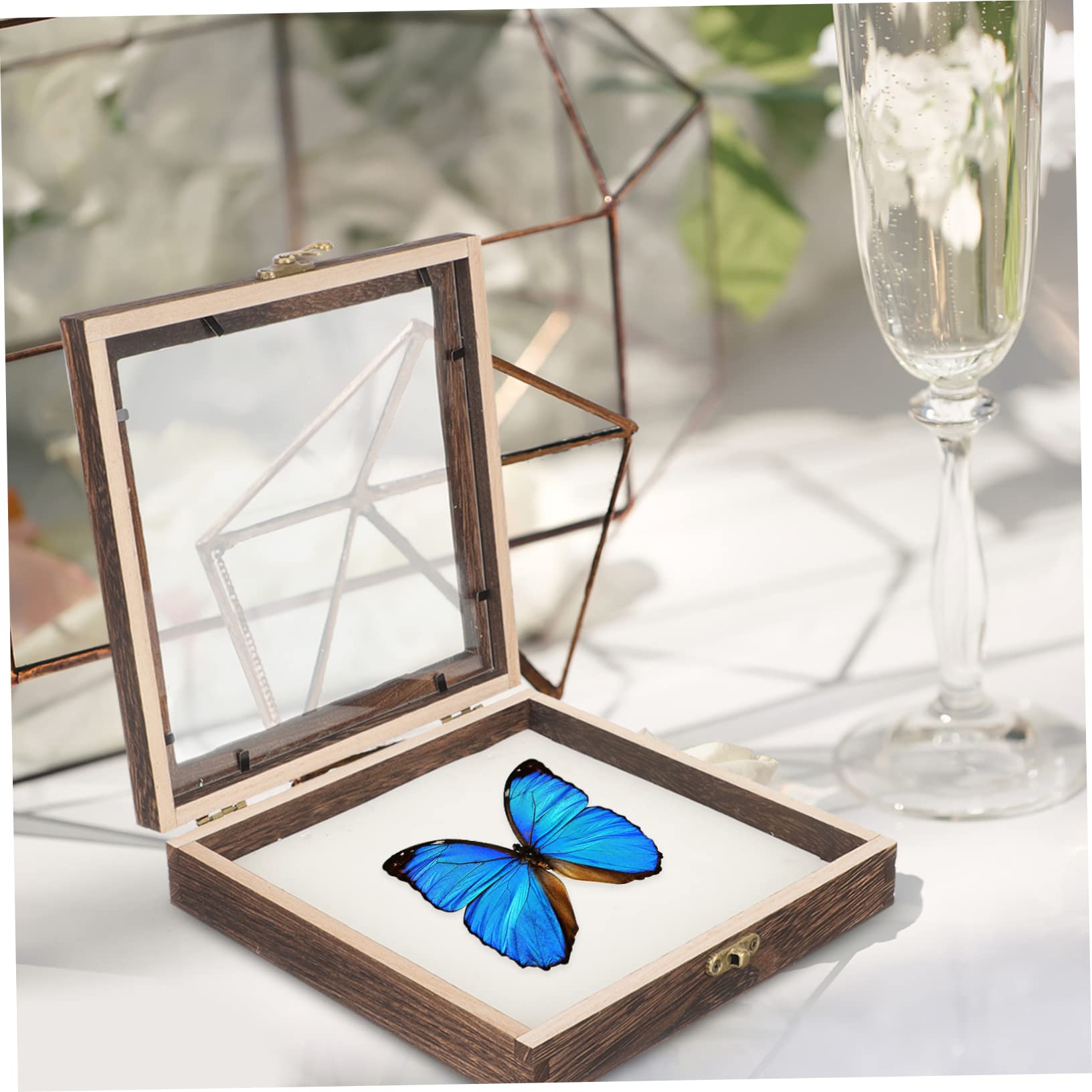 Scatola Entomologica In Legno Con Coperchio Trasparente – 31x22x4 Cm, Per Collezionisti Insetti E Farfalle