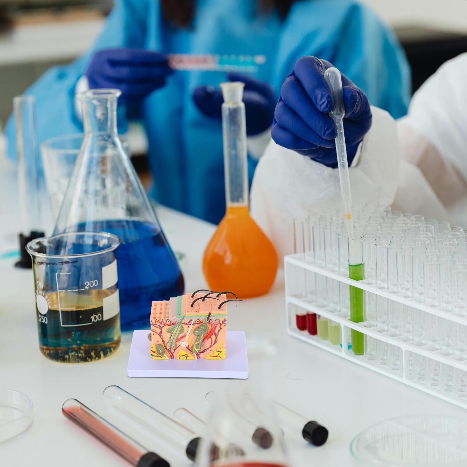 Modello Didattico di Anatomia della Pelle Umana Ingrandito 35 Volte Modello Anatomico Sezionale per Formazione Medica Strumento Scientifico per Scuole e Laboratori di Biologia