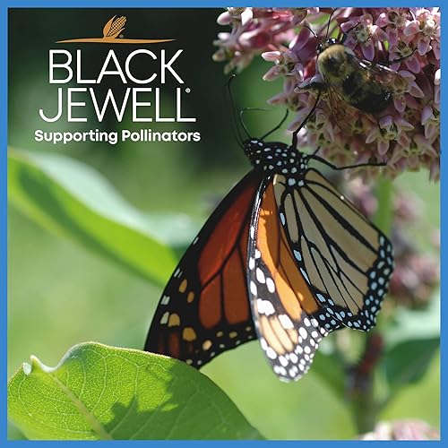 Miniatura 5 de Black Jewell Palomitas de maíz gourmet, cinta azul blanca, 28.35 oz (2)