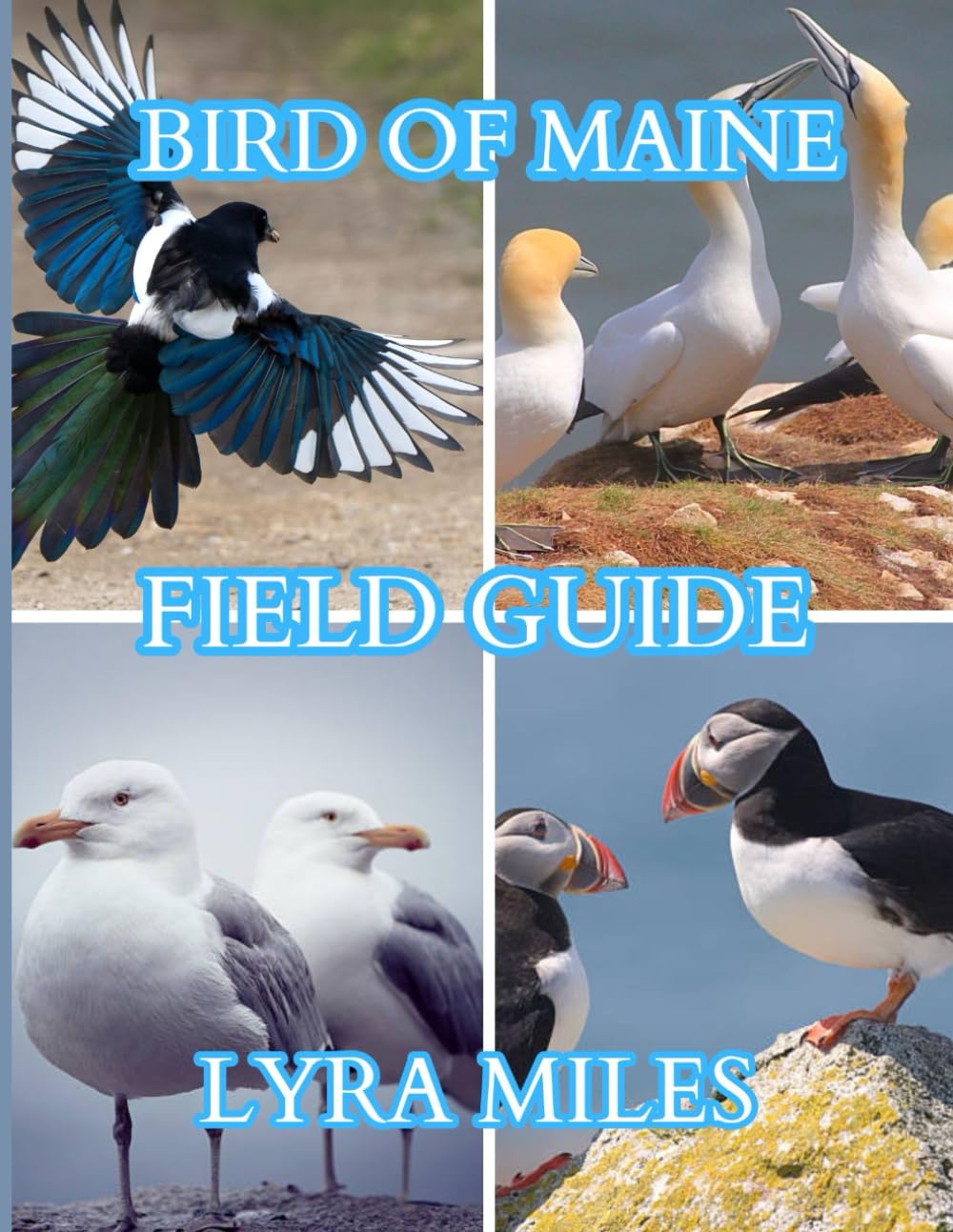 Bird of Maine field guide: Maine’s Birds: The complete Field Companion for Birders, Beginners, and Experts