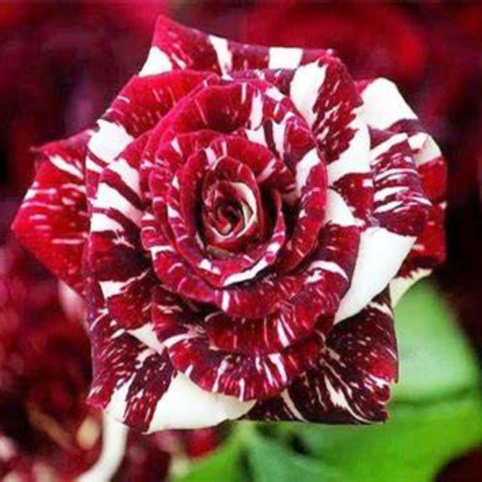 Rose Bulbs for Planting Now UK Ornamental Perennial Natural Organic Excellent Display Unique Good for Containers Cold-Resistant Easy Plant Greening Flower-3bulbs-G — image 1