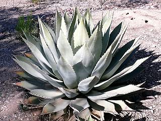 5 Artichoke Agave Parry's Huachuca Parryi Huachucensis Succulent Cactus Seeds - coolthings.us