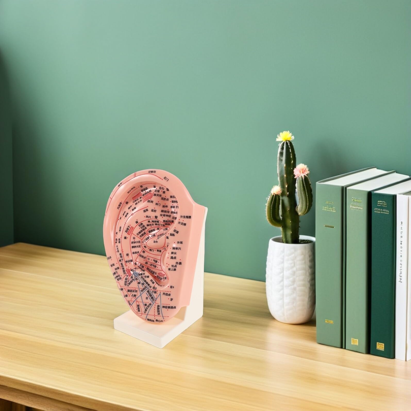 ibasenice Modelo de Aurícula para Acupuntura Soporte 23 Cm, Accesorio Educativo de Reflexología Auricular y Herramienta Práctica para Masaje y Enseñanza en Salones y Escuelas