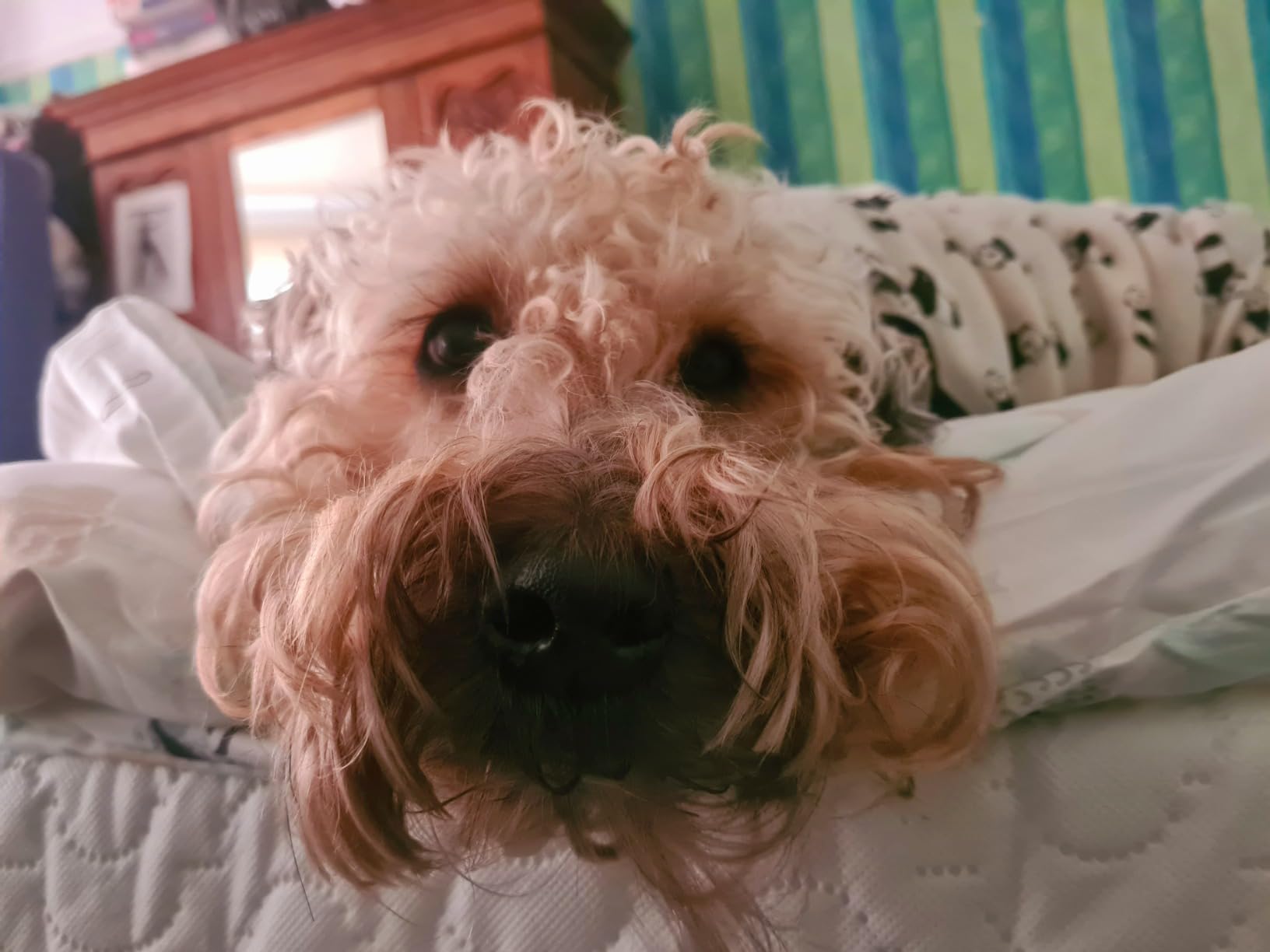 Scrumbles Natural Wet Dog Food, Grain Free Recipe, Vegetable Medley, 7 x 395g Amazon.co.uk