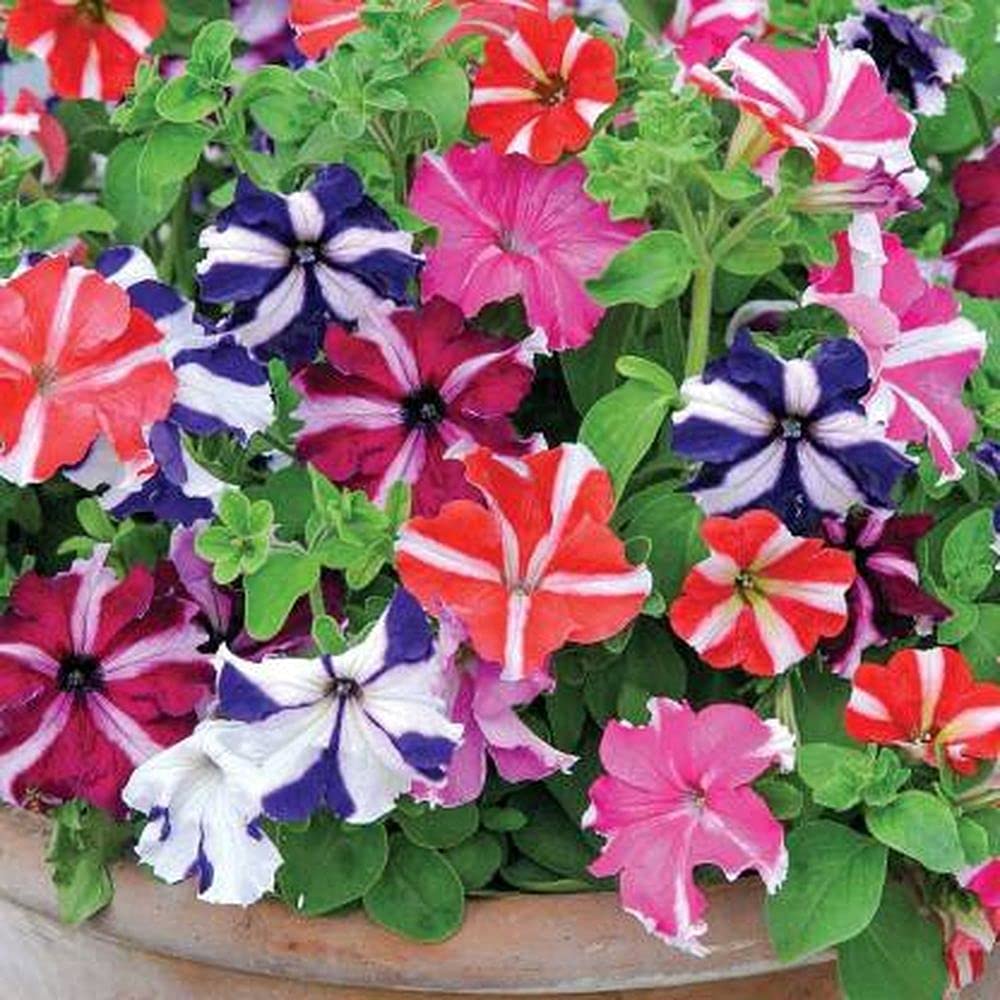 Live Green Flower Seeds | Petunia Mixed Color Flower Seeds For Hanging Pots (30 Seeds Pack) (B099K5M2L3) Amazon Price History, Amazon Price Tracker