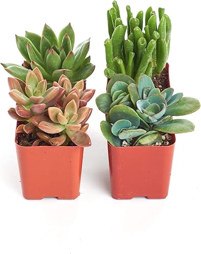 Miniatura 7 de Shop Succulents, paquete de 10 plantas suculentas reales, totalmente enraizadas, plantas y decoración para jardín, hogar y oficina, macetas de 2