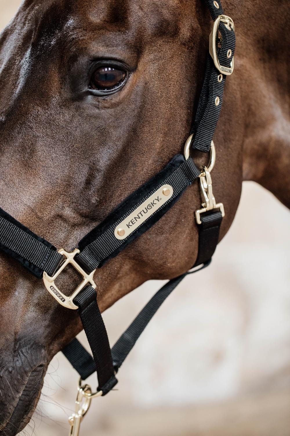 Kentucky Horsewear - Halfter - Samt - Schwarz - Cob