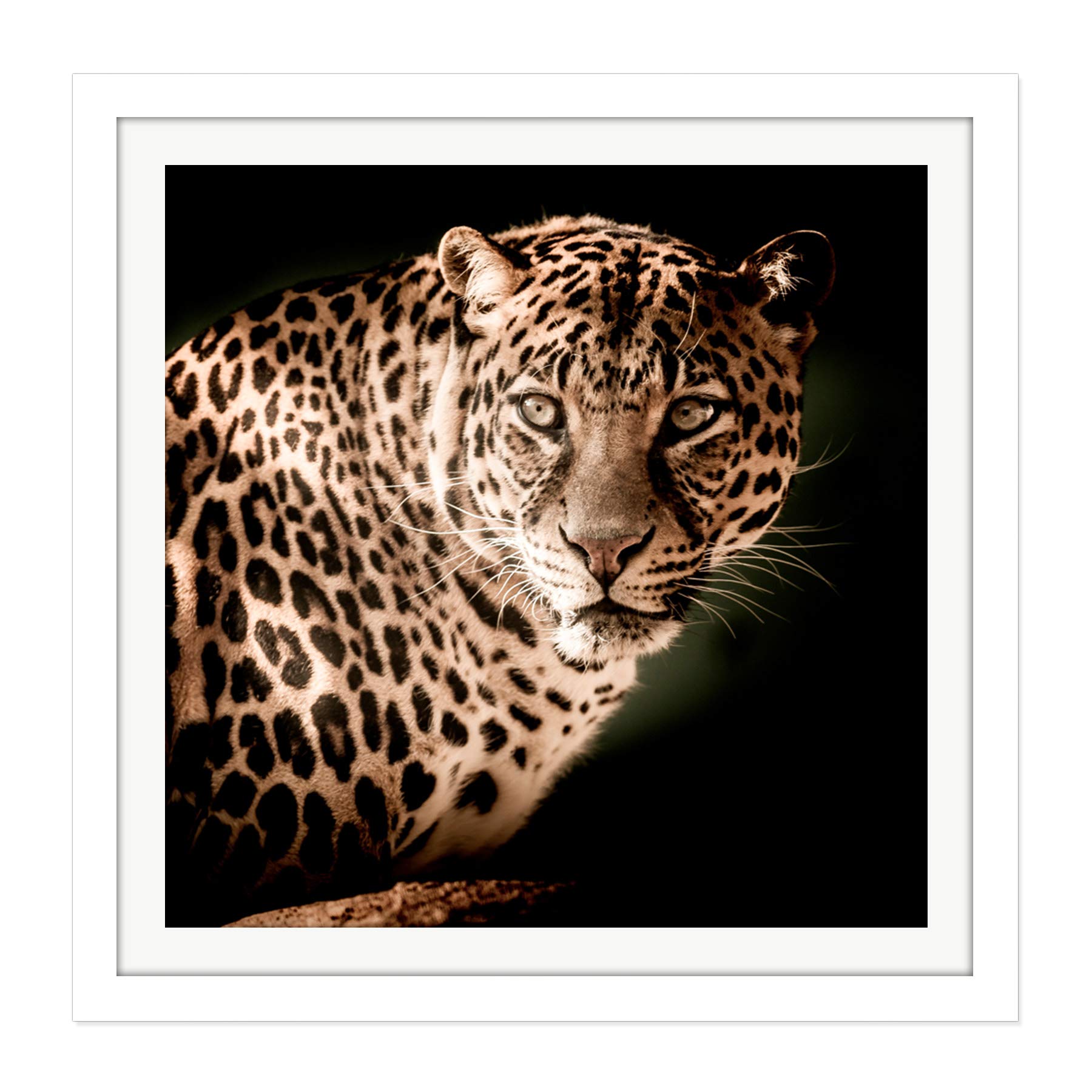 Artery8 Leopard Big Cat Spots Photo Square Wooden Framed Wall Art Print Picture 16X16 Inch
