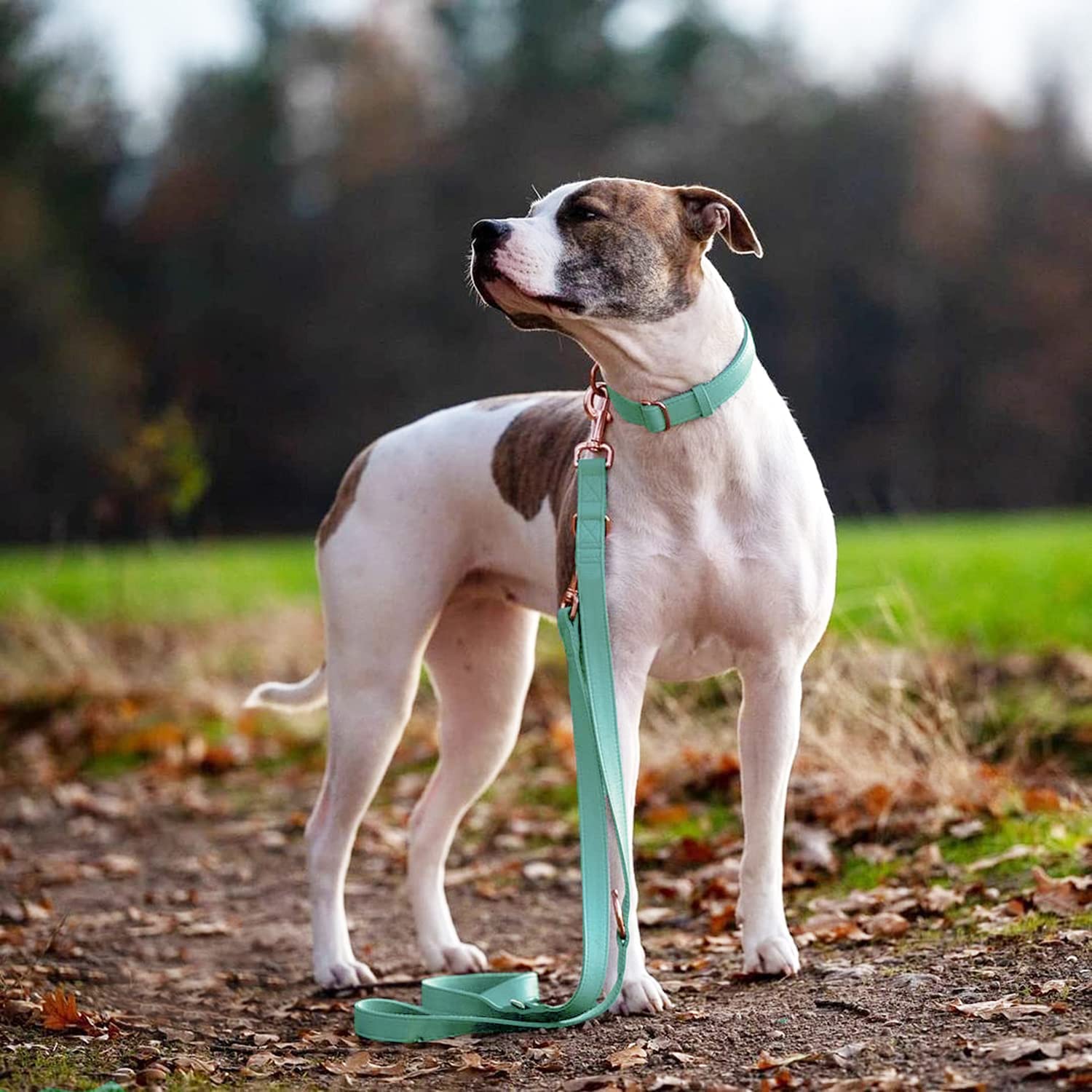 Weich Leder Hundehalsband und Leine (2m) Set - 3-Fach Verstellbar Hundeleine mit Halsband, Stilvollen Rose Gold Metall Schnalle & Nylon Hund Leinen für Welpen Kleine Mittlere Große Hunde Grün,S