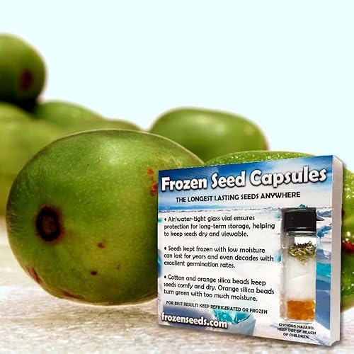 Miniatura 5 de Semillas Hardy Kiwi Actinidia Argota 10  semillas de frutas tropicales raras y tolerantes en semillas de frutas tropicales en césped de semillas
