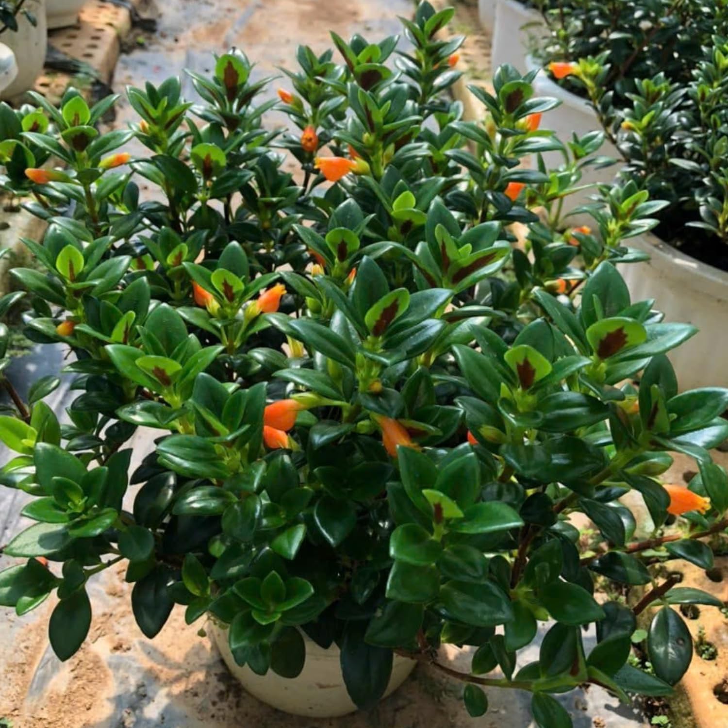 Goldfish Plants Live Houseplants | Live Columnea Nematanthus in 4-Inch Pot | Colorful Trailing Goldfish Plant for Indoors | Perfect for Tables & Home Décor | Ideal Gift for Plant Lovers