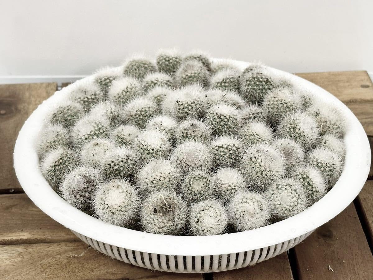 Amazon.co.jp: 多肉植物 白暁定 サボテン 単頭 7 株 入り : おもちゃ